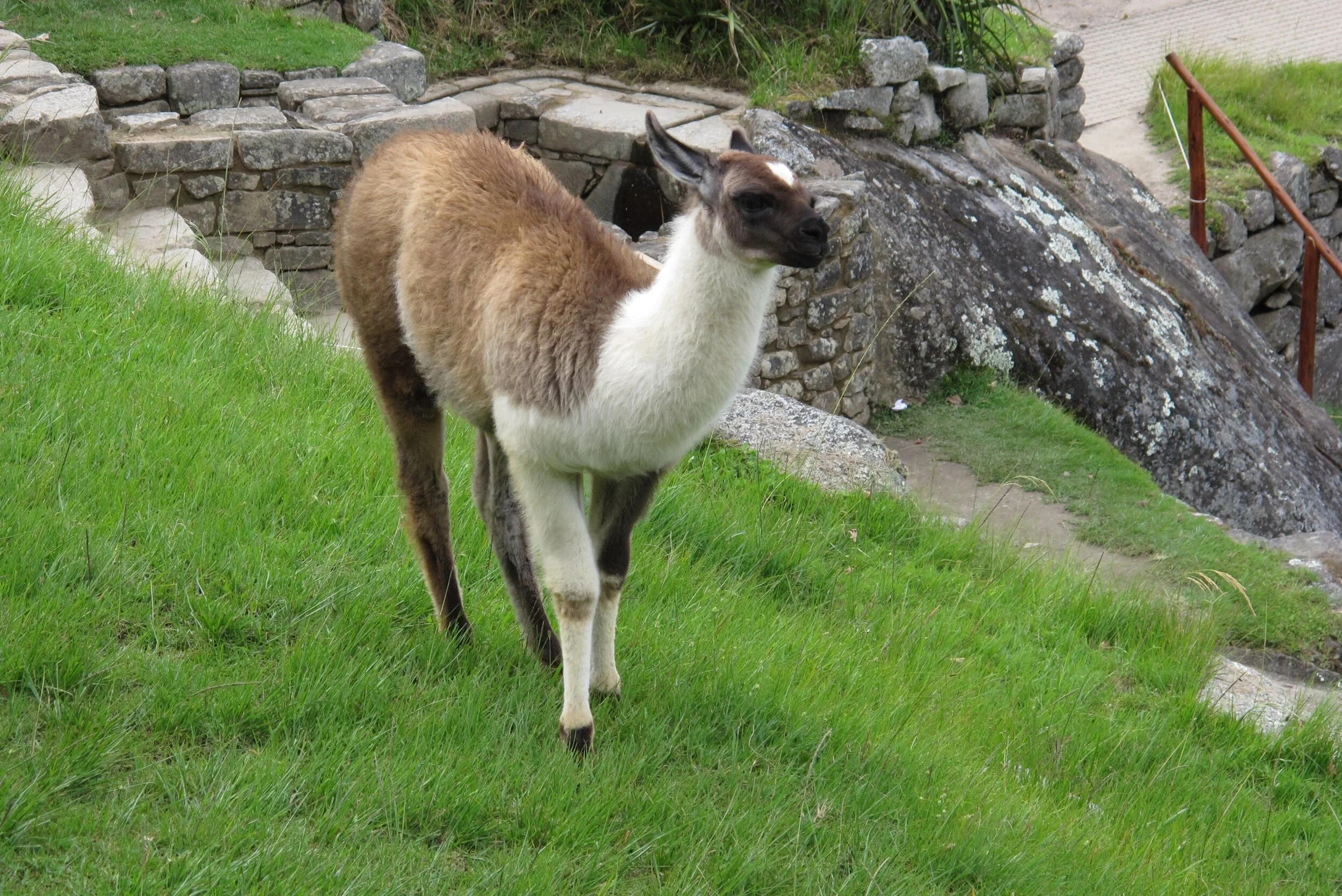 llama at machu picchu.jpeg