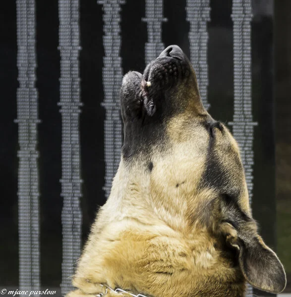 The War Dog Memorial by Julie Fentner