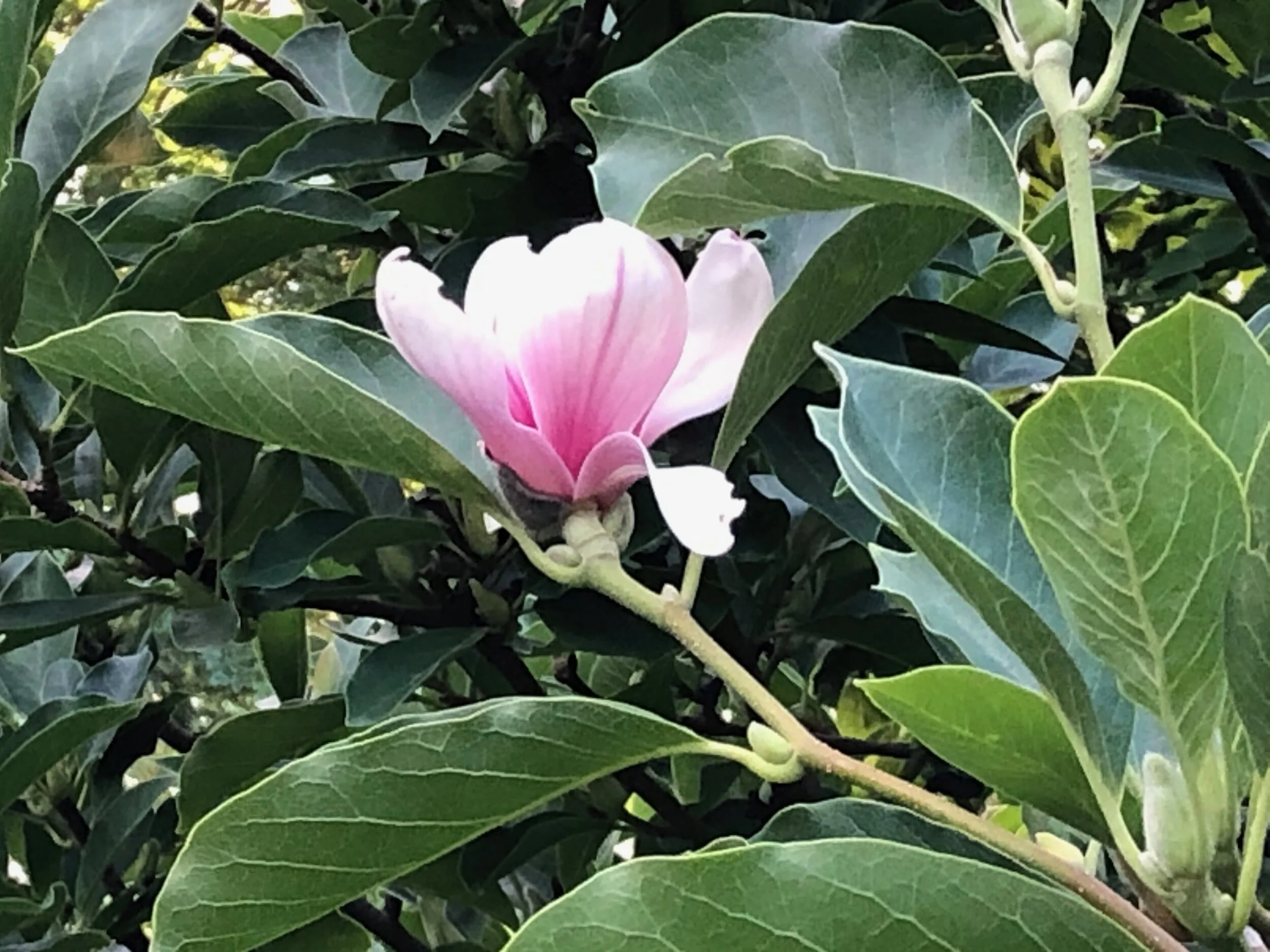 Welcome Two New Members of My Team