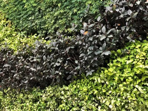 Healing with Spiritual Light/Medicine for the Earth