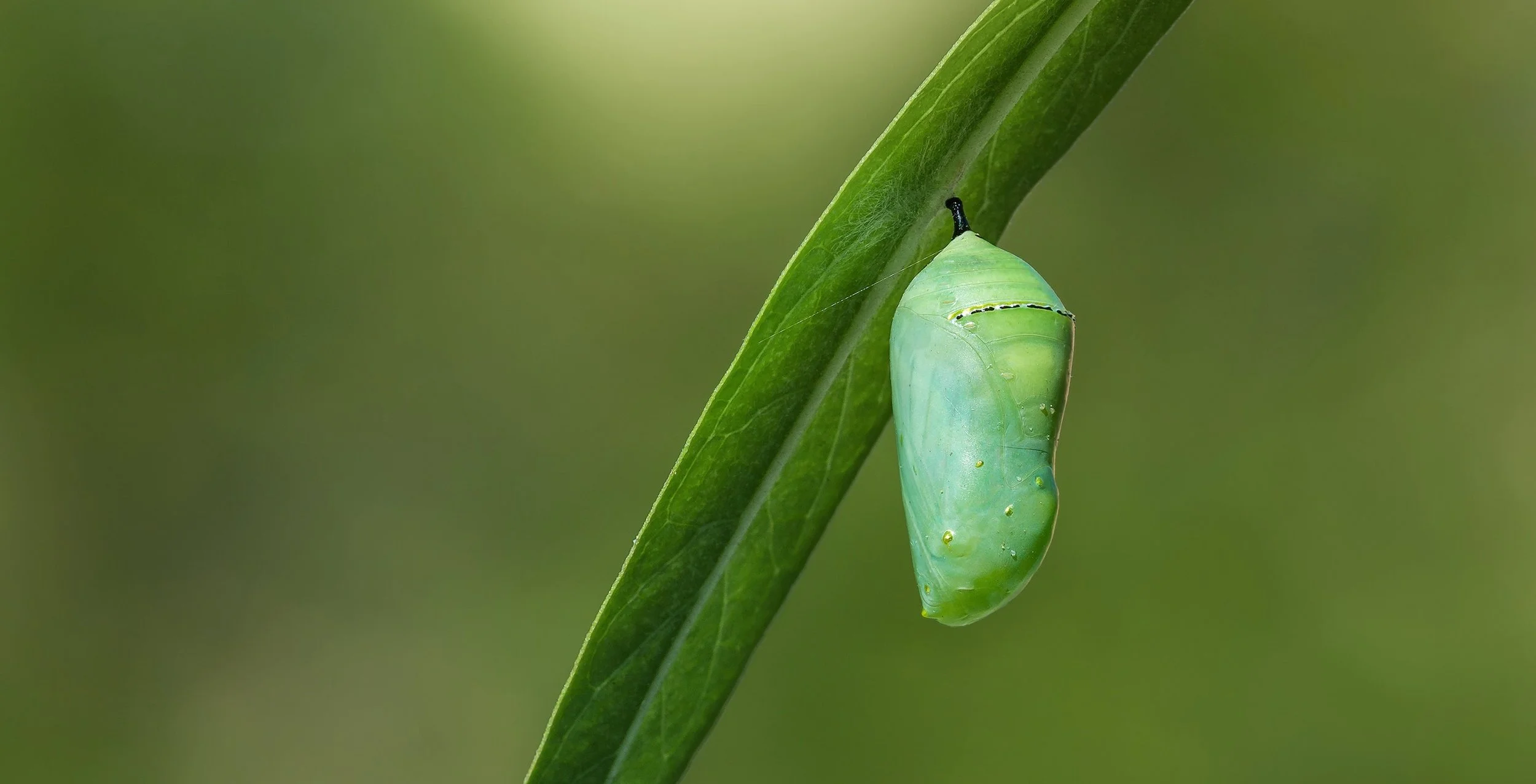 chrysalis.jpeg