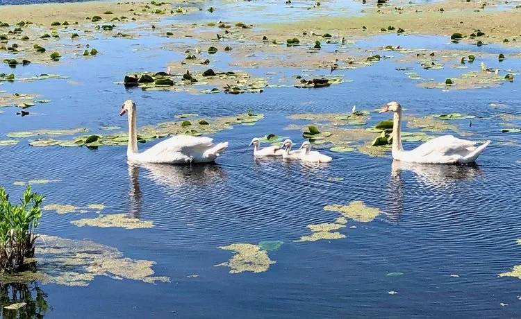 Welcome to the June Newsletter