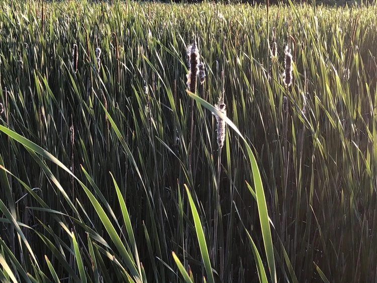 Welcome to the July Newsletter  