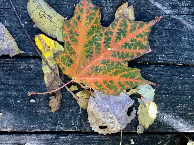 Welcome to the October Newsletter   