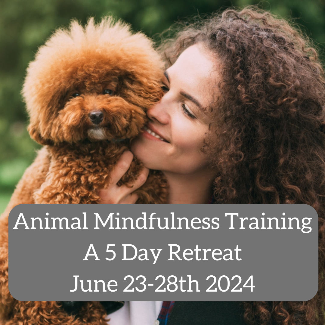 Animal Mindfulness Training.png