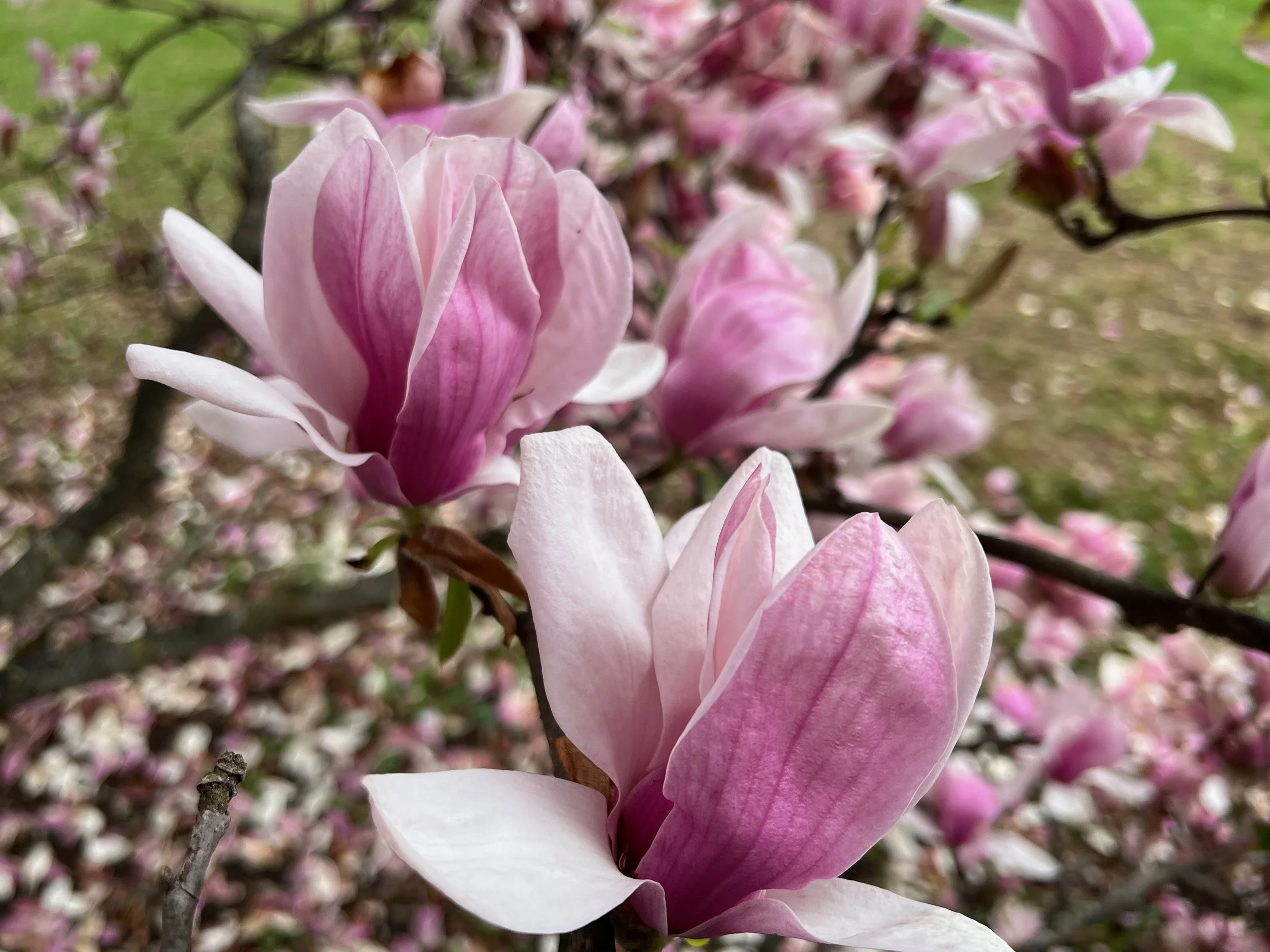 Welcome to the May 2025 Newsletter