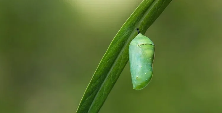 Shamanic Personal Safety