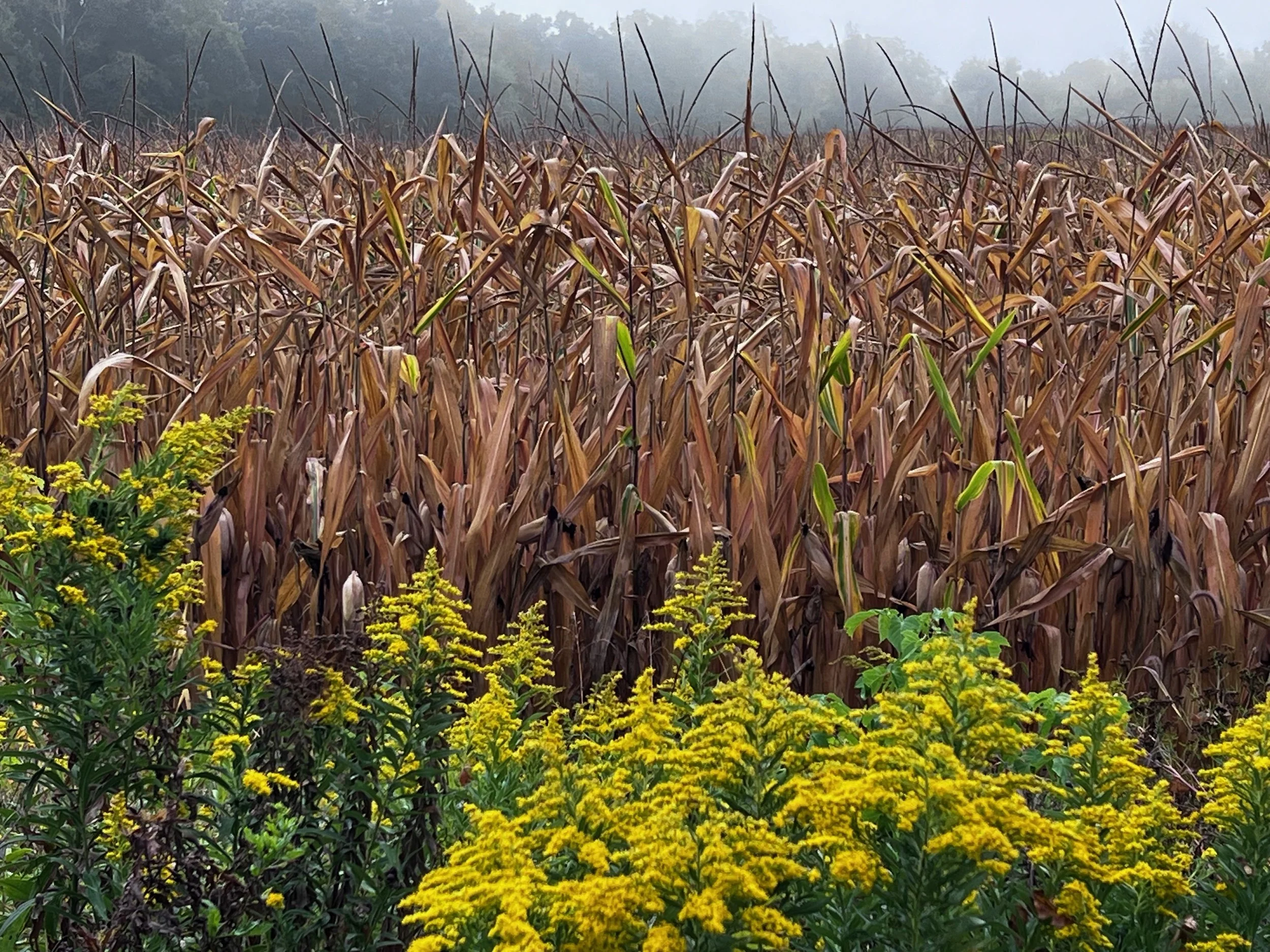 Welcome to the October 2025 Newsletter 