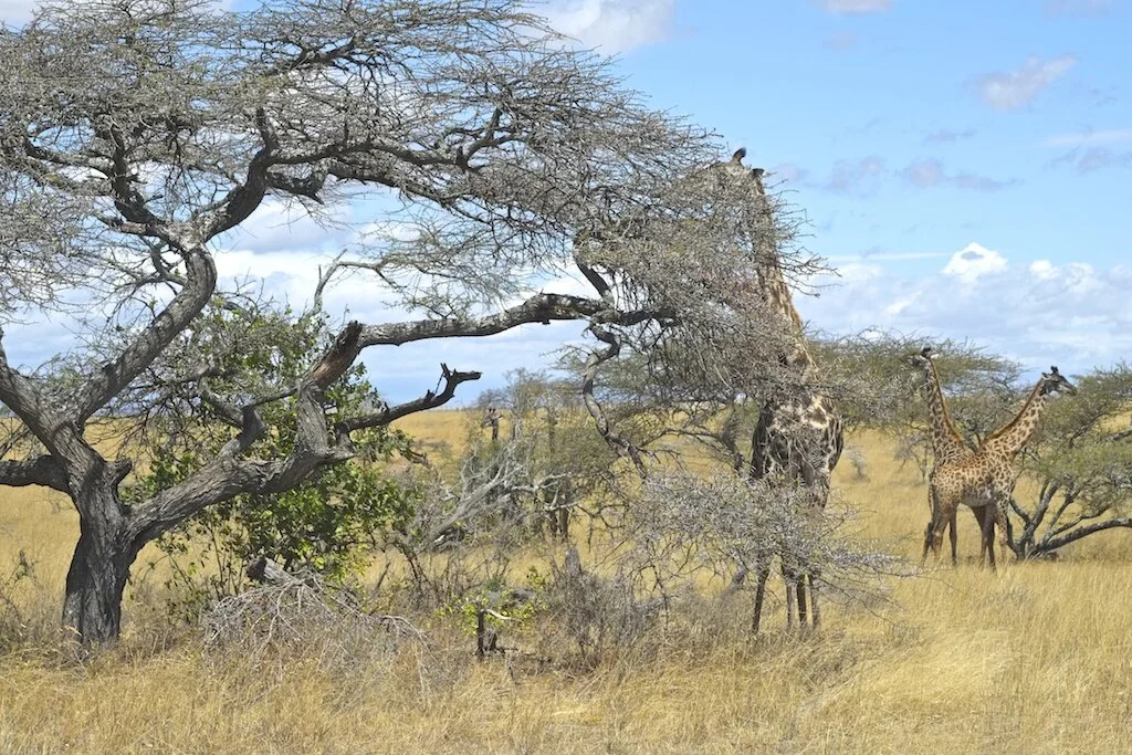 2012 | Chyulu Hills, Kenya