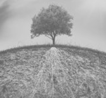 Rooted in Care: Empowering Family Caregivers to Thrive Through Connection, Support, and Strength