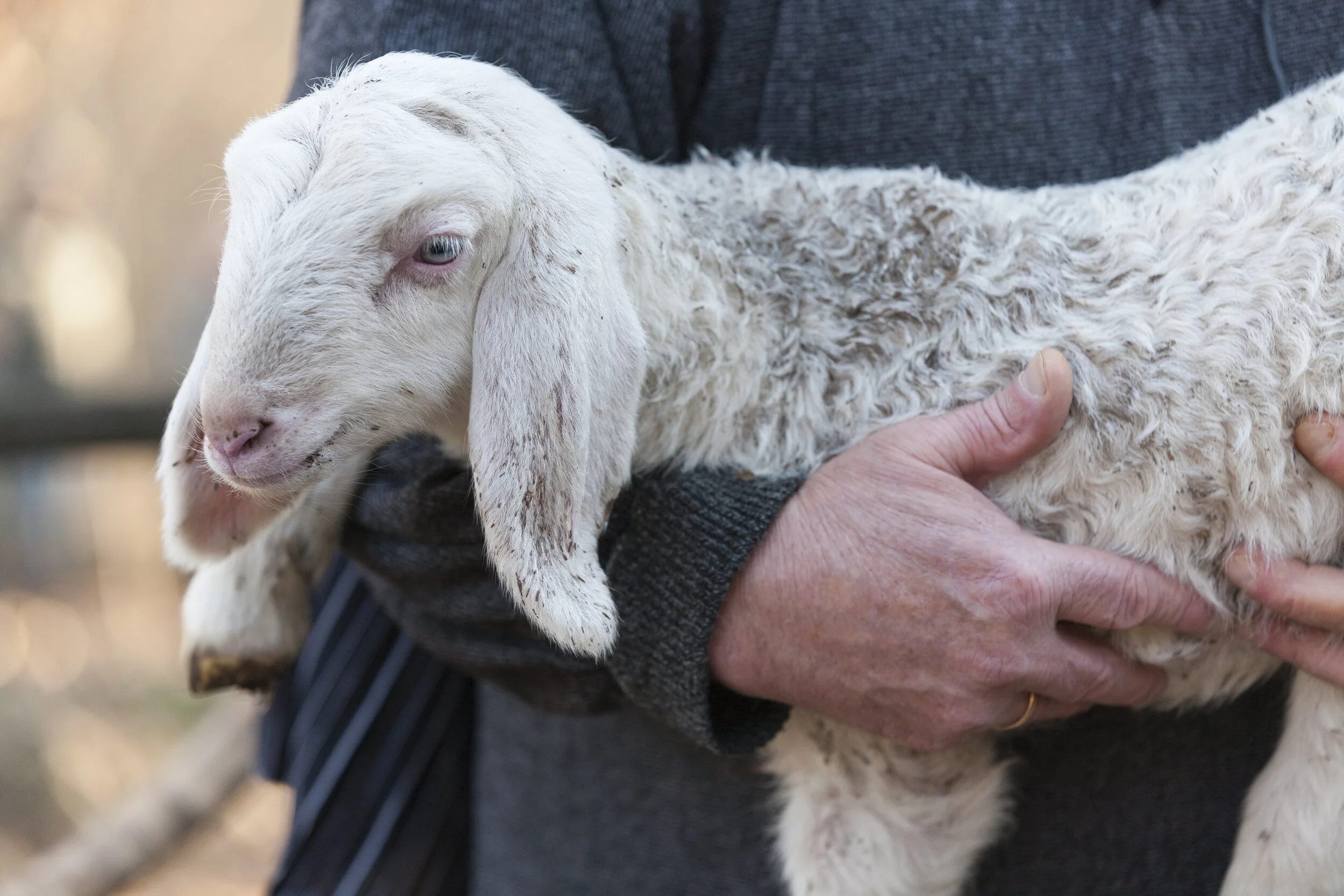 The Shepherd's Love