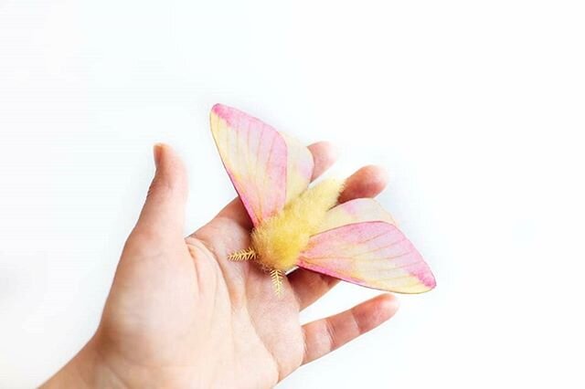 This sweet lil' Rosy Maple Moth will be available in the shop update tomorrow (6/13) at Noon EST!

I usually create these sculptures in &quot;display&quot; position with open wings, but this one just looks so whimsical with its wings down in more of 