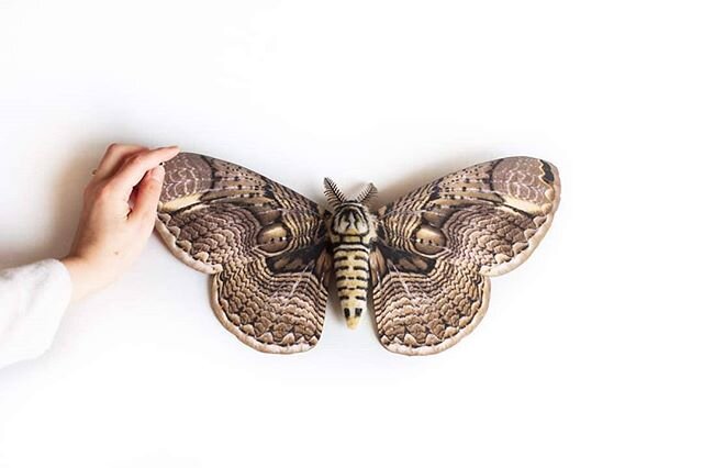It's hard to choose favorites... but the Brahmaea Moth might be mine.

For some reason, the wings make me thing of optical illusion illustrations by MC Esher.

What moth/butterfly/insect is your favorite?