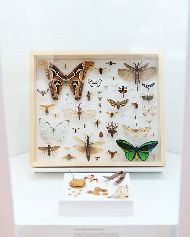 One day I would love to turn an entire wall into a to-scale oversized faux-entomology display!  Seeing displays, like this one from the @yalepeabodymuseum , really fills me with an appreciation for the range of sizes and shapes that our little buggy 