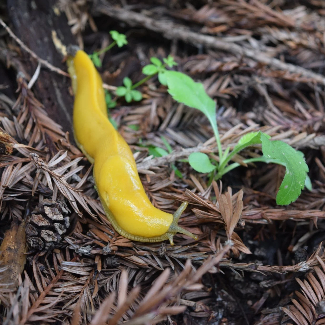 B-A-N-A-N-A-S(LUGS)! 🍌🐌

DID YOU KNOW 💡 the Pacific banana slug is second largest terrestrial slug in the world?

The species of banana slug most common in Richmond is the button banana slug (Ariolimax buttoni), which can still grow up to about 7 