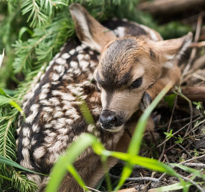 061320_Wyoming Range Fawn Captures_Tayler LaSharr_Gary Fralick_Martin-07010.jpg