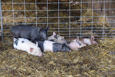Pigs.png