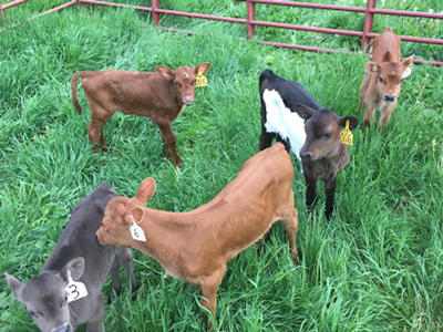 Calves.png