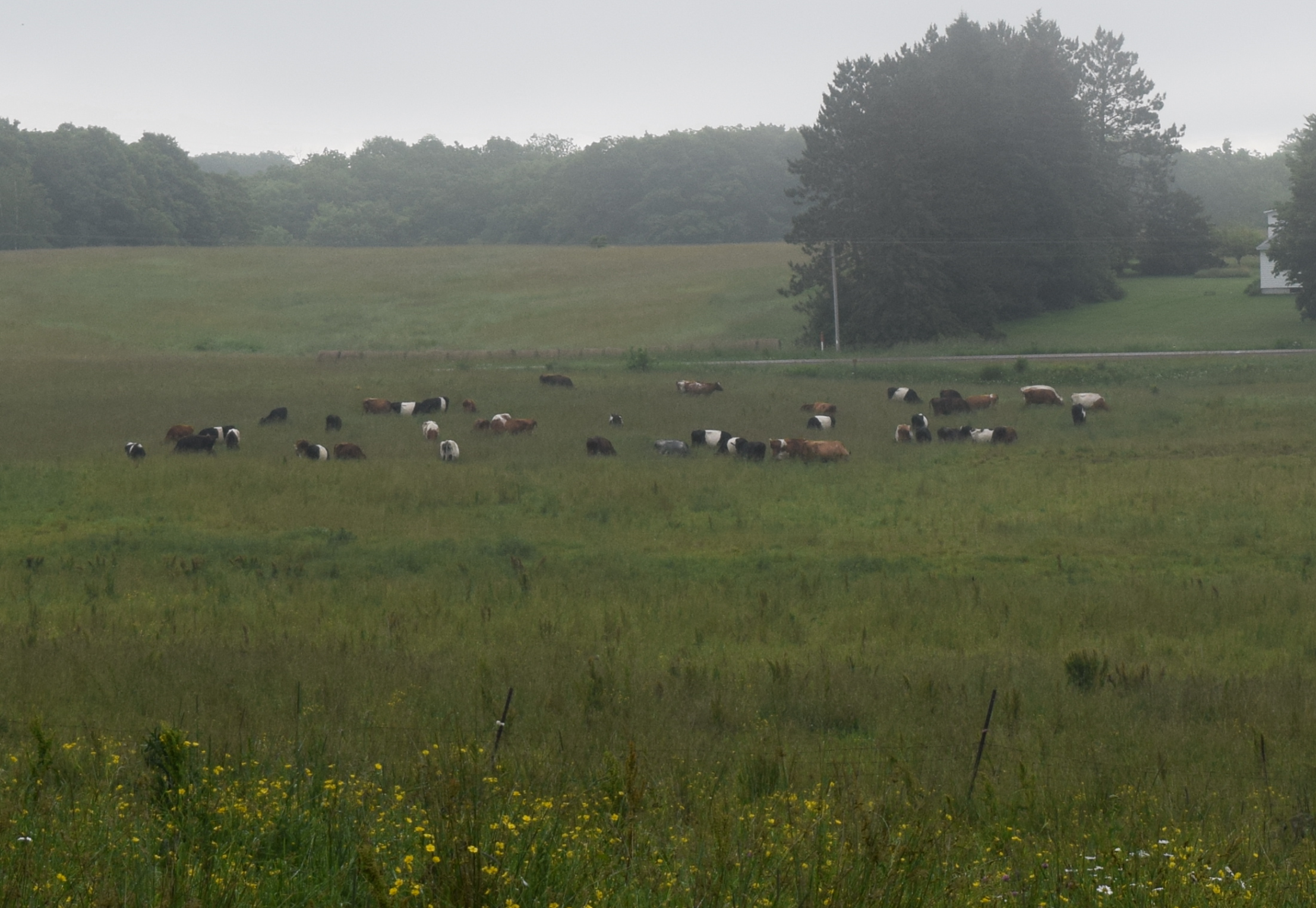 Dairy Herd.png