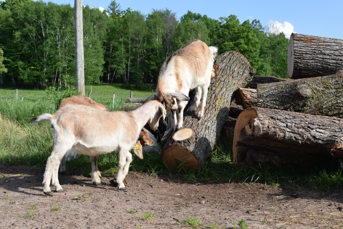 Goats.png