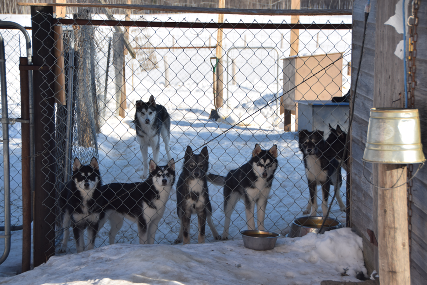 Dogs.png