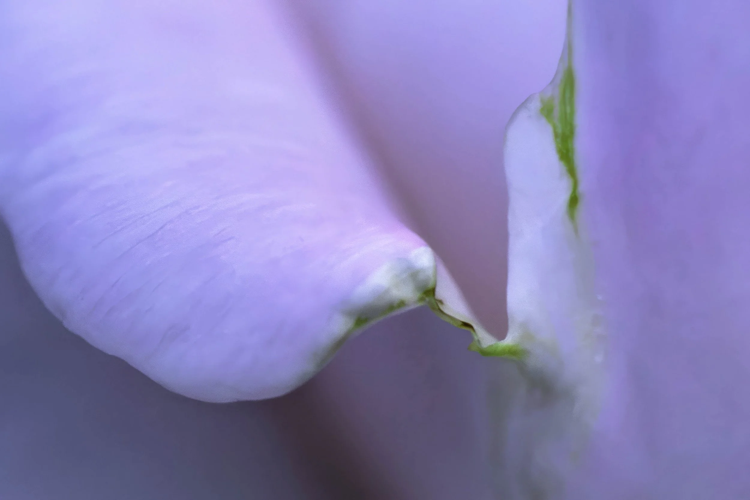 peony with green edge