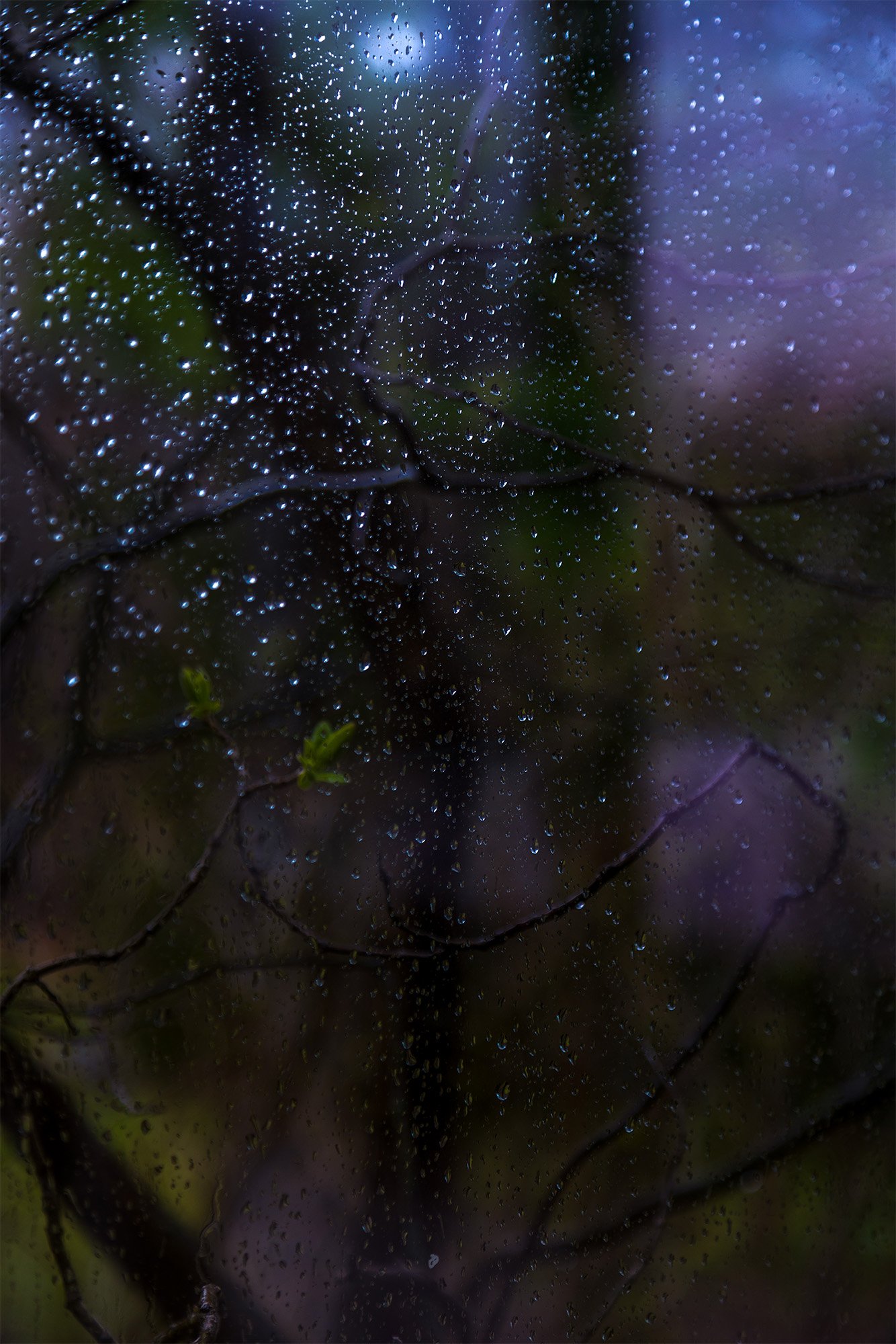 rain and branches