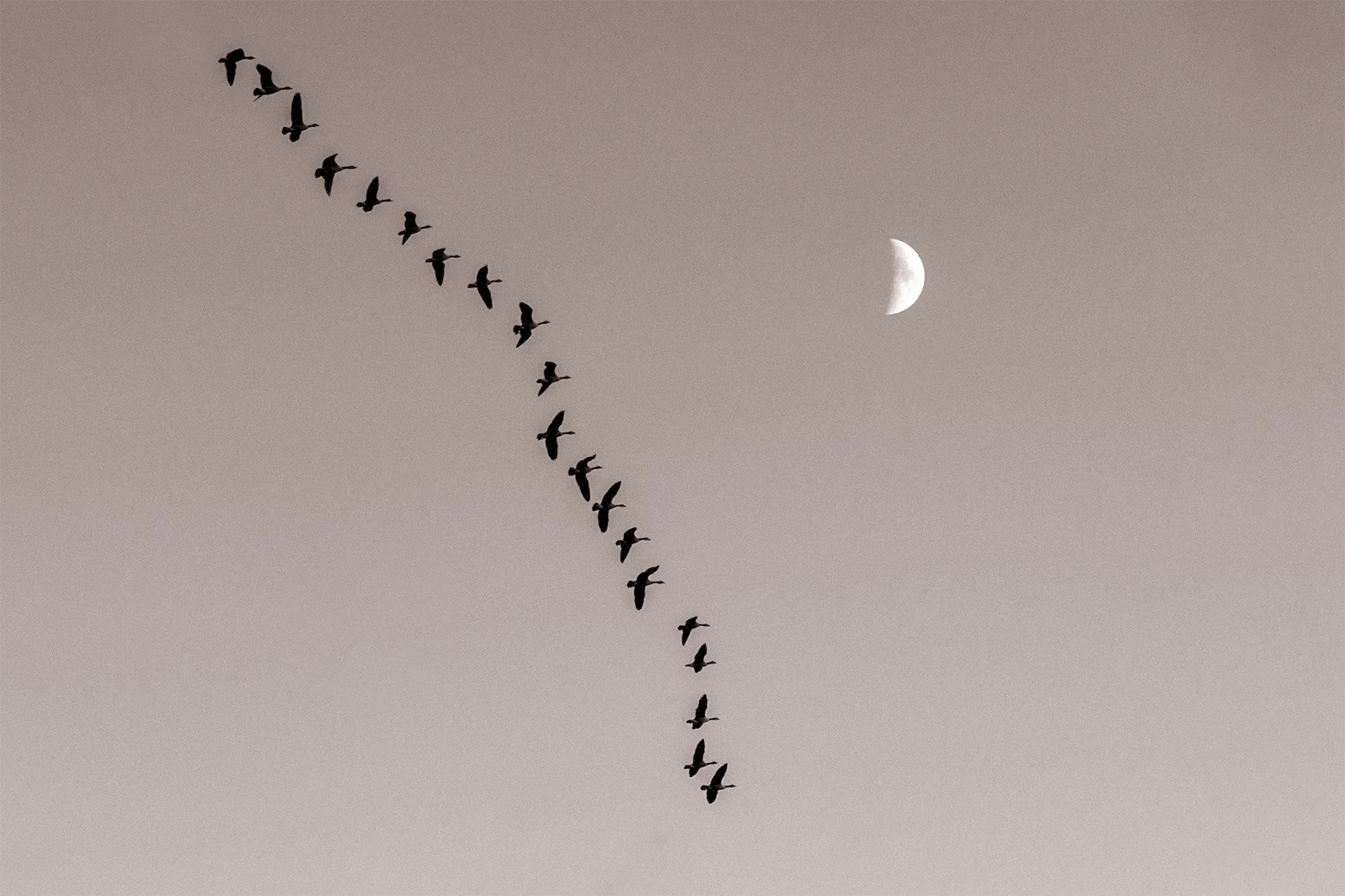 moon and geese