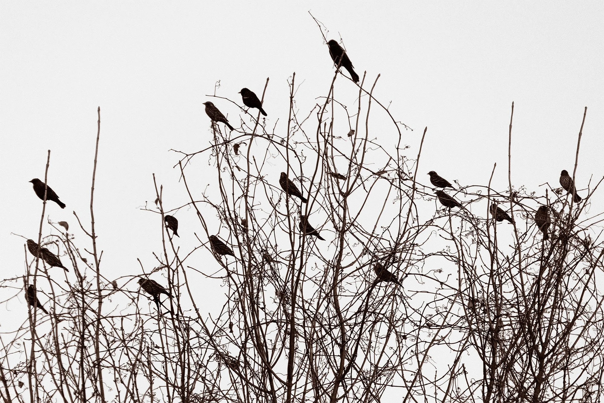 blackbirds