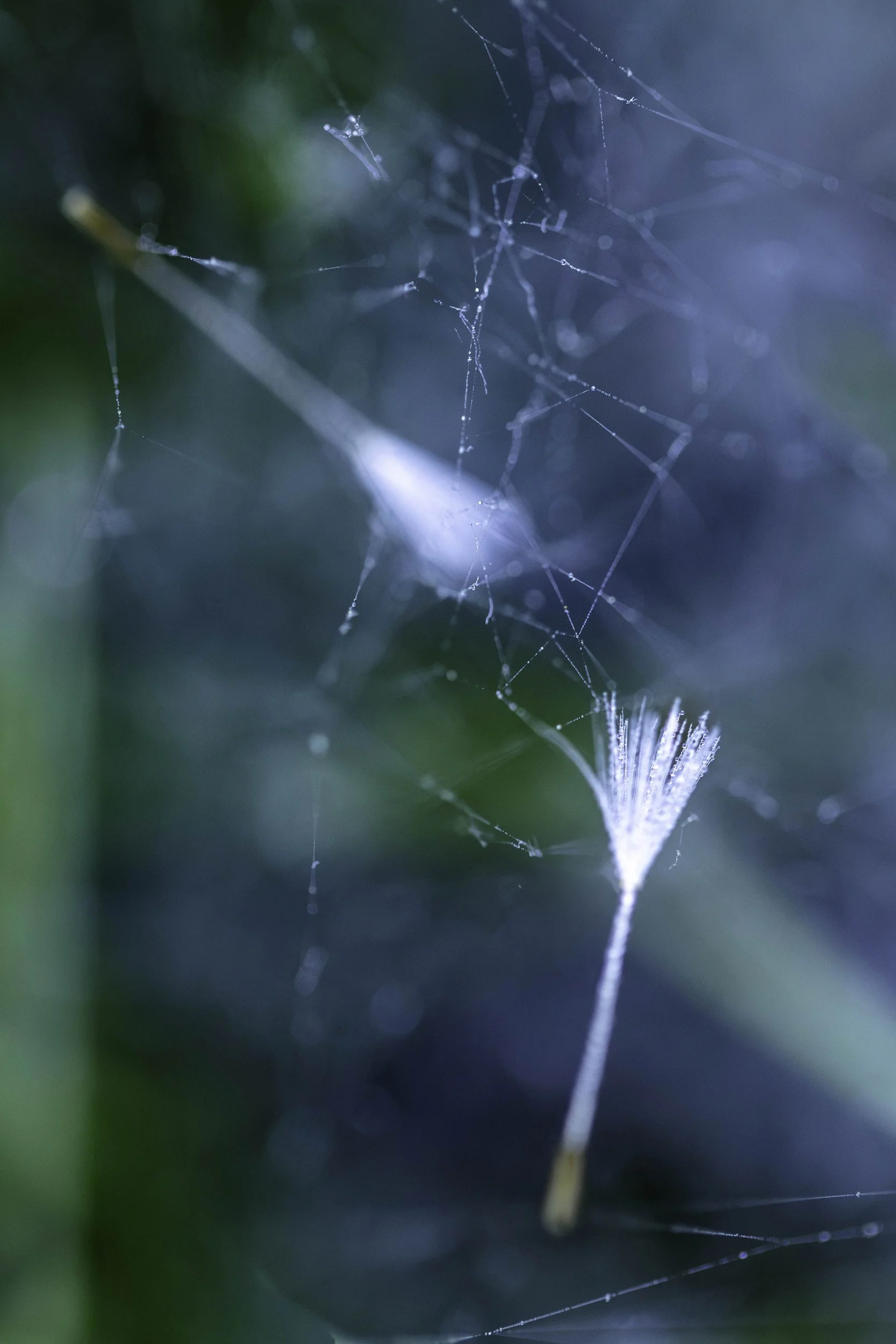 lost wish