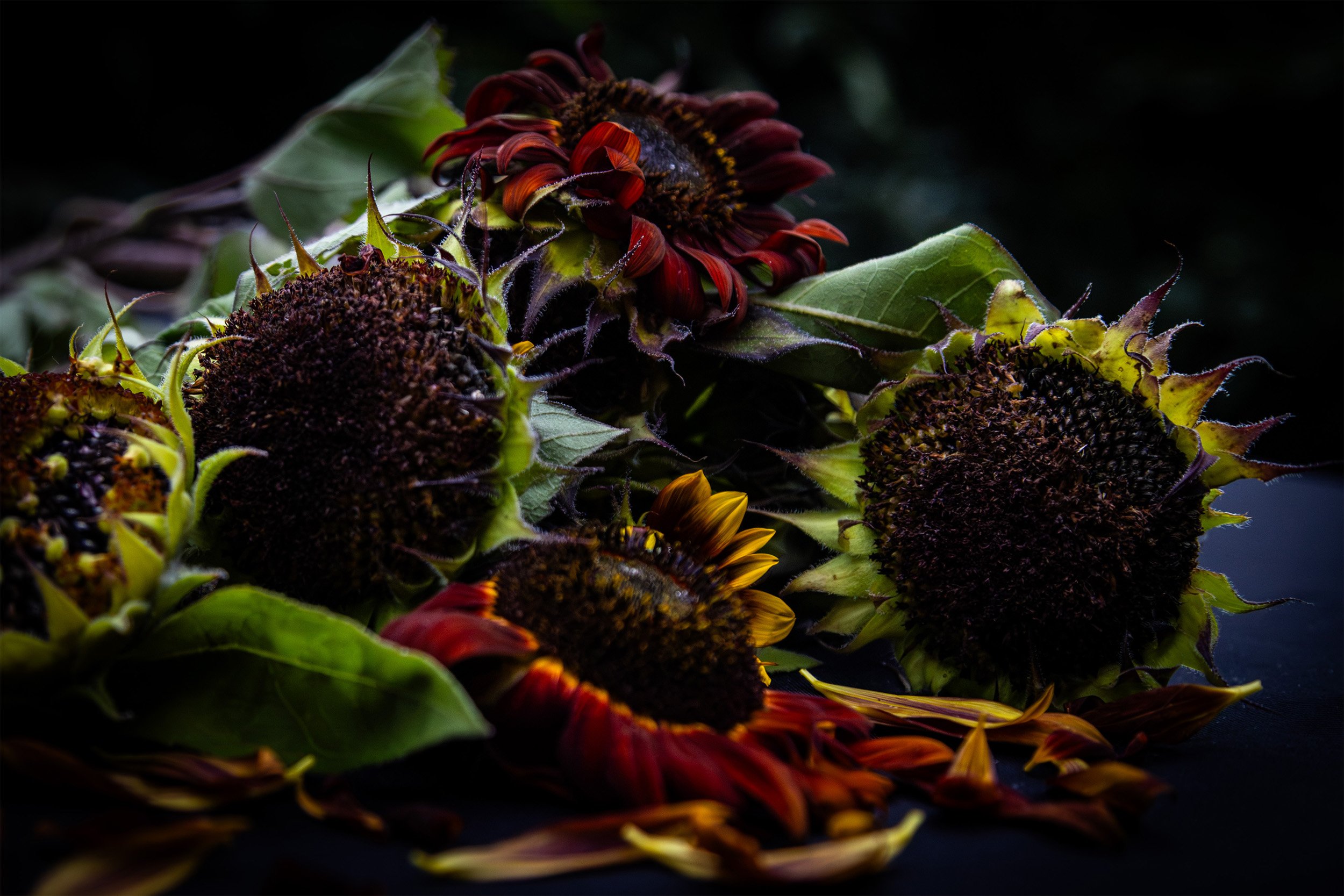 sunflowers