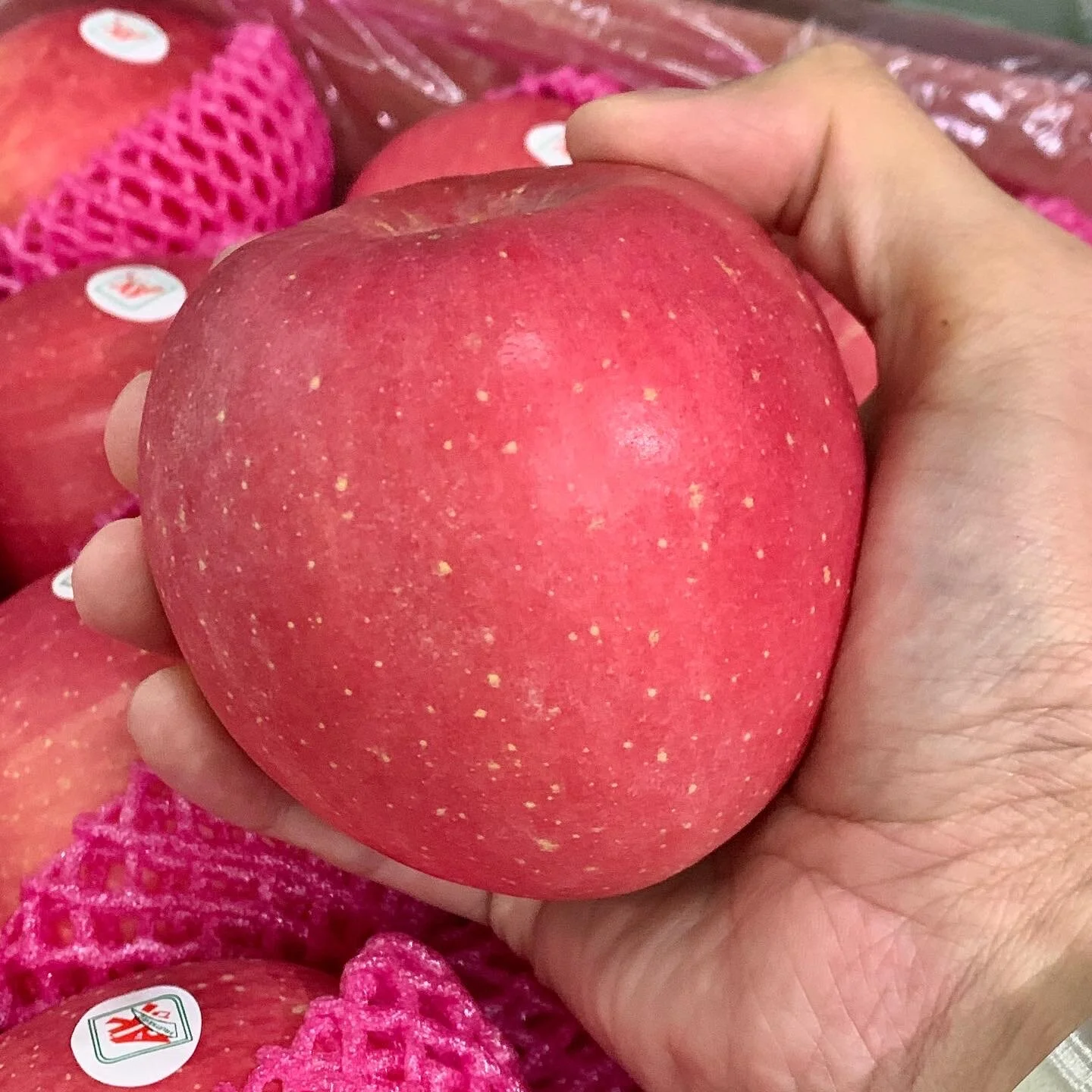 Giant Red Fuji Apples —