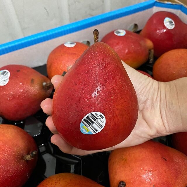 Piqaboo Red Pear in XXL size. 
XXL SIZE, XXL CRUNCH, XXL SHIOK.
www.fruitsdeliverysg.com
#fruitsdeliverysg #copordrop #youallknowwhatitis
