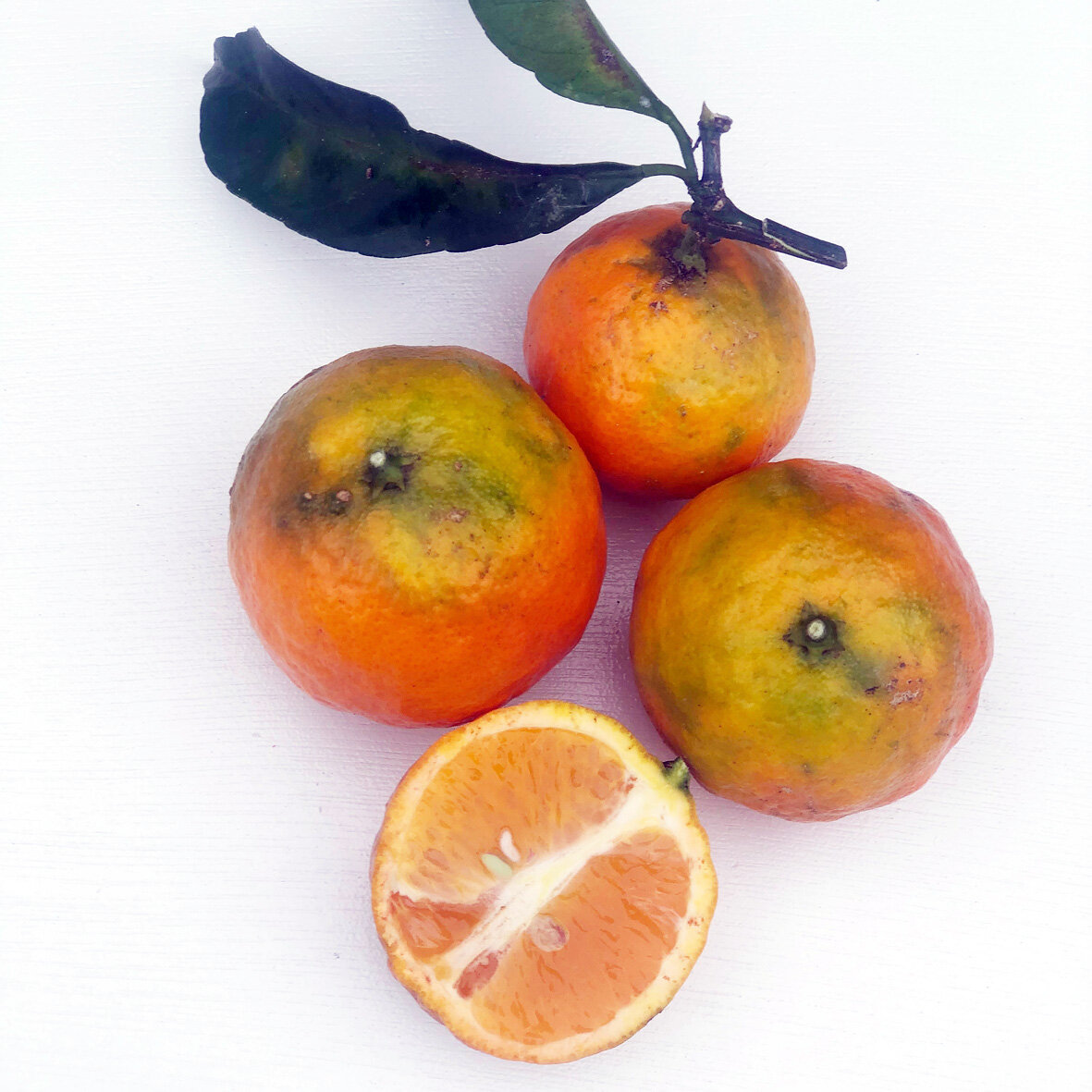 mandarin.jpg