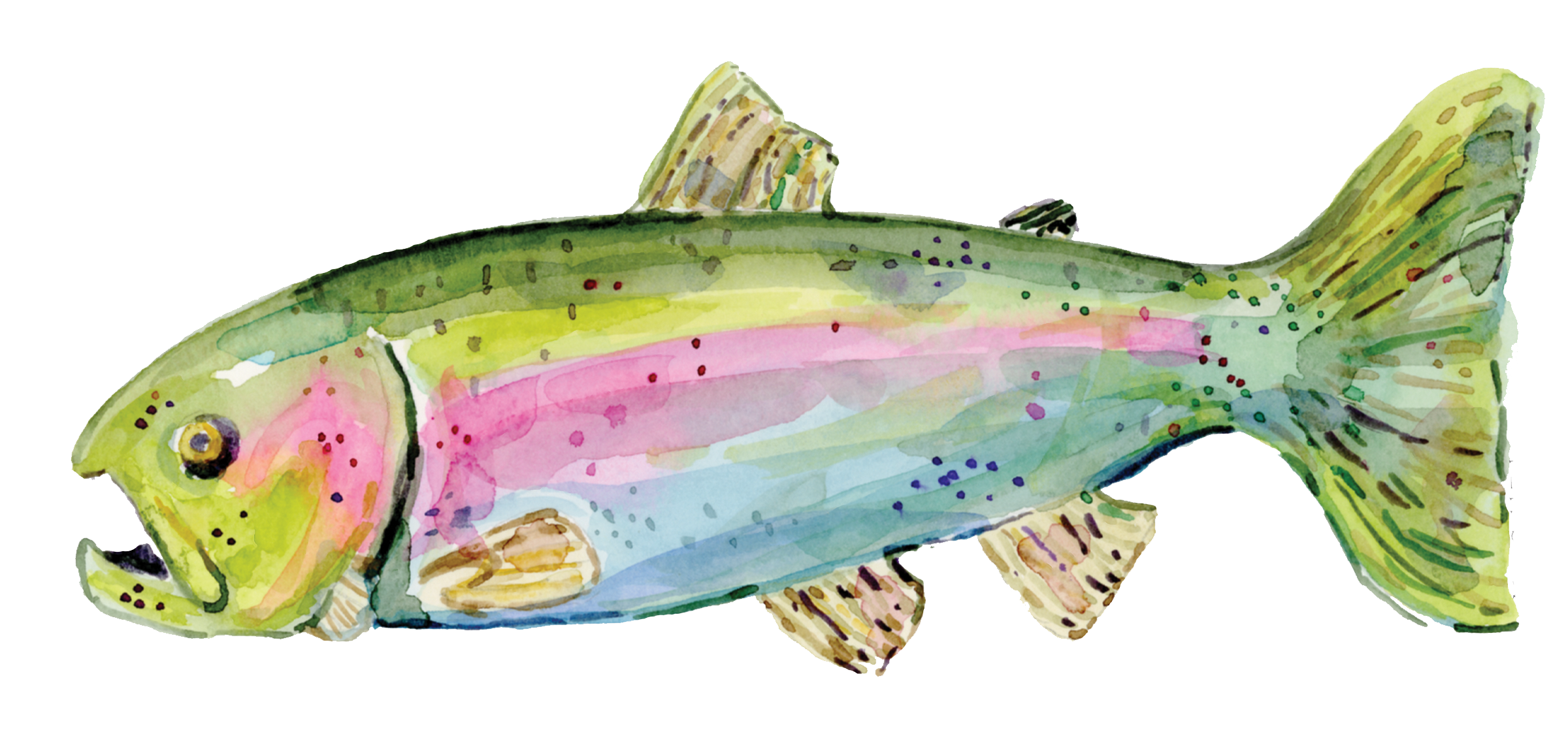 Watercolor illustration of a fish with green, pink, and yellow colors and detailed fins.