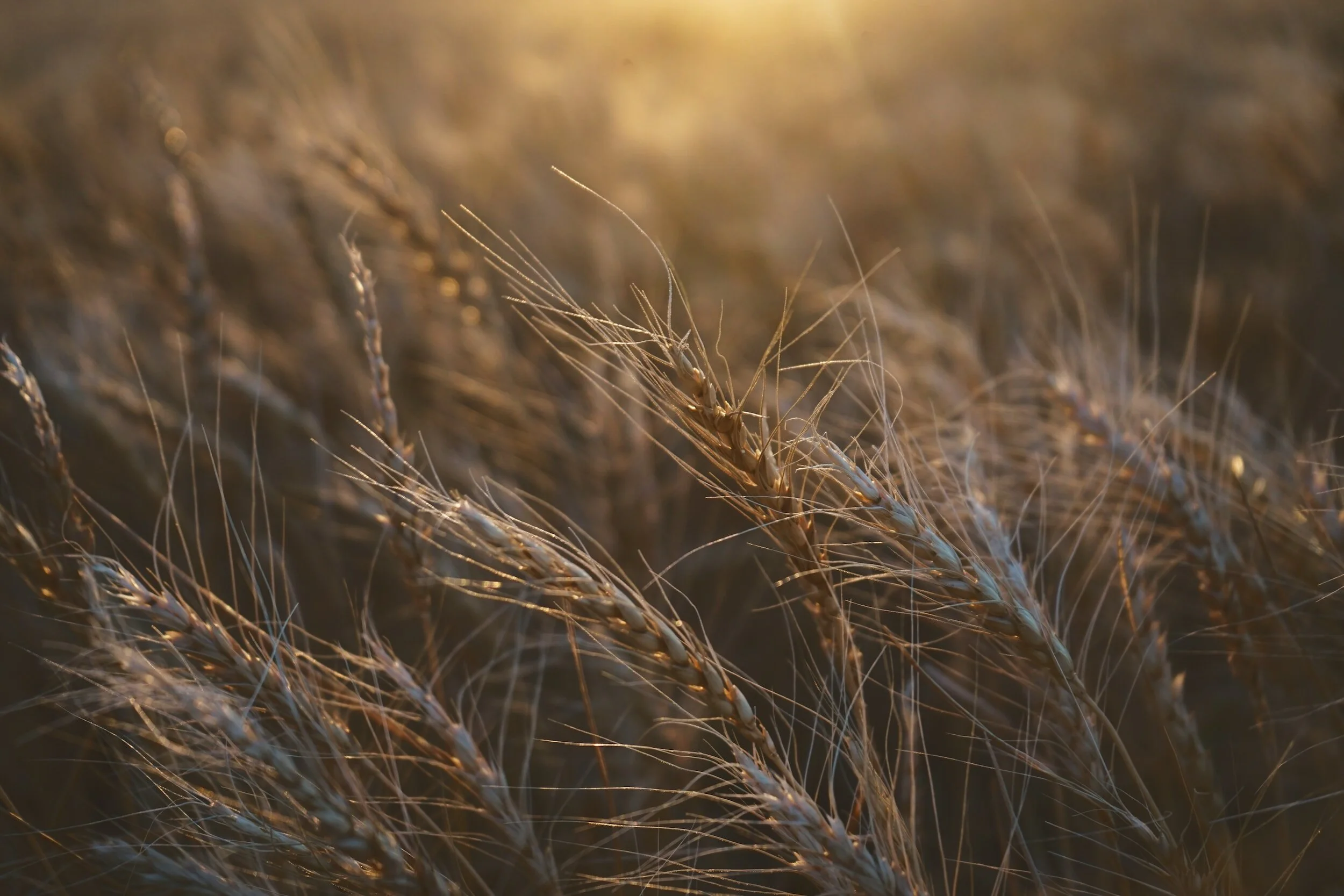 God Will Supply (Philippians 4:10-23) - Reverend Russ Whitfield