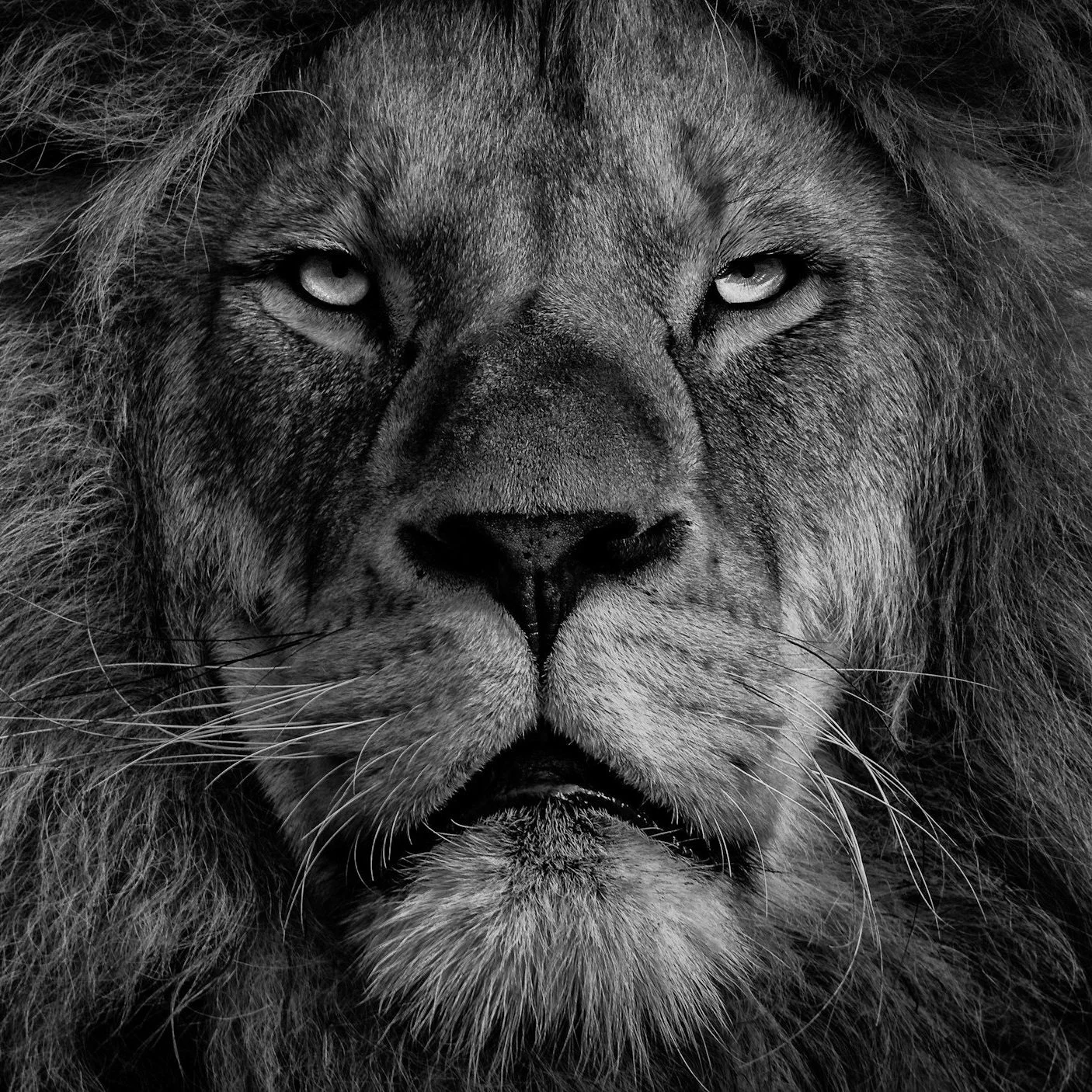 The King and His Kingdom (Matthew 1:1-25) - Andrew Kawata