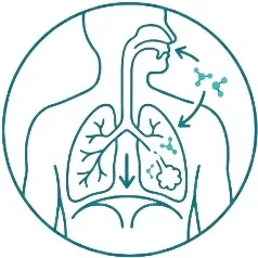 Understand the physiology of your breath in our breathwork training