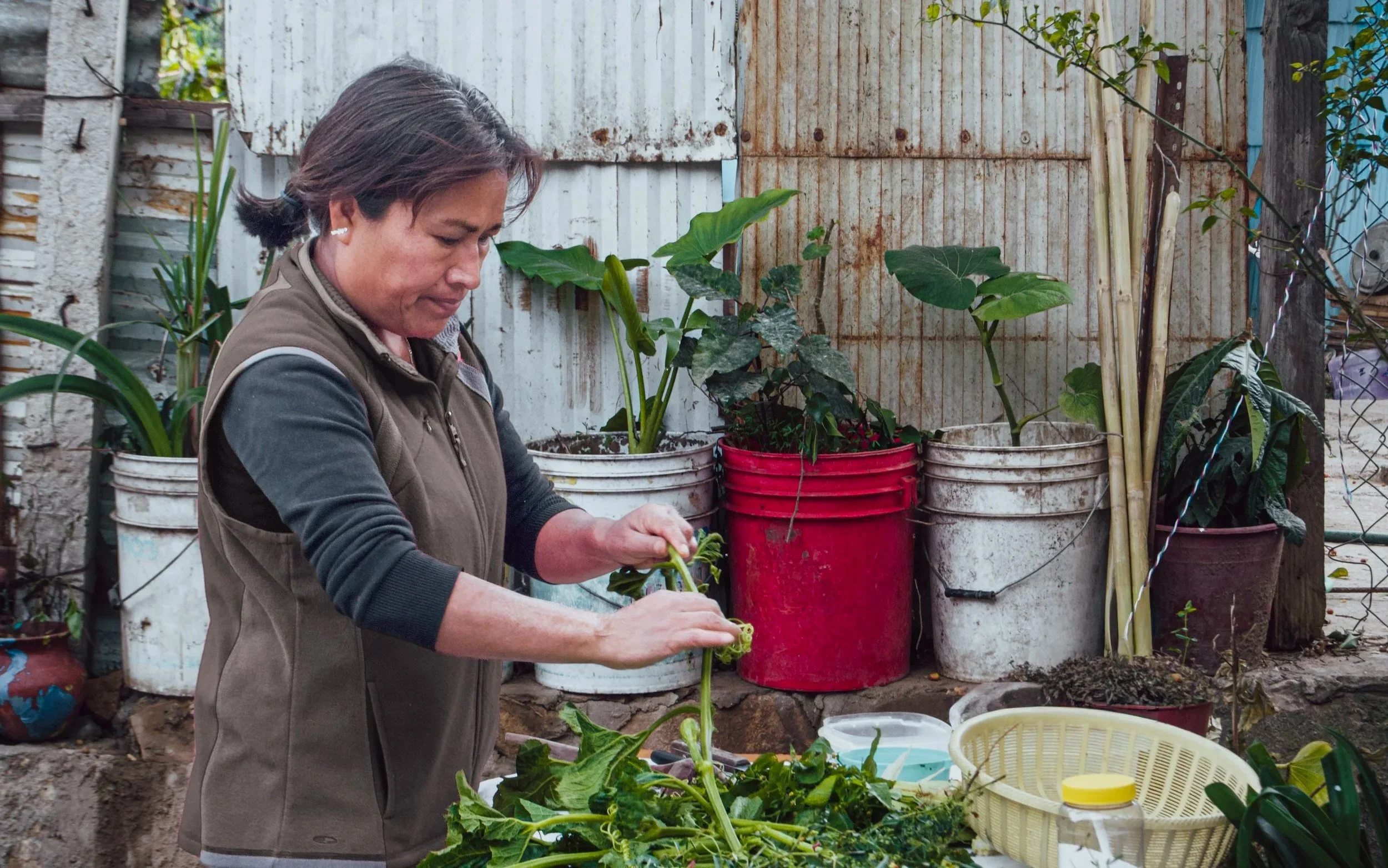 Asunción's Zucchini Vine Broth