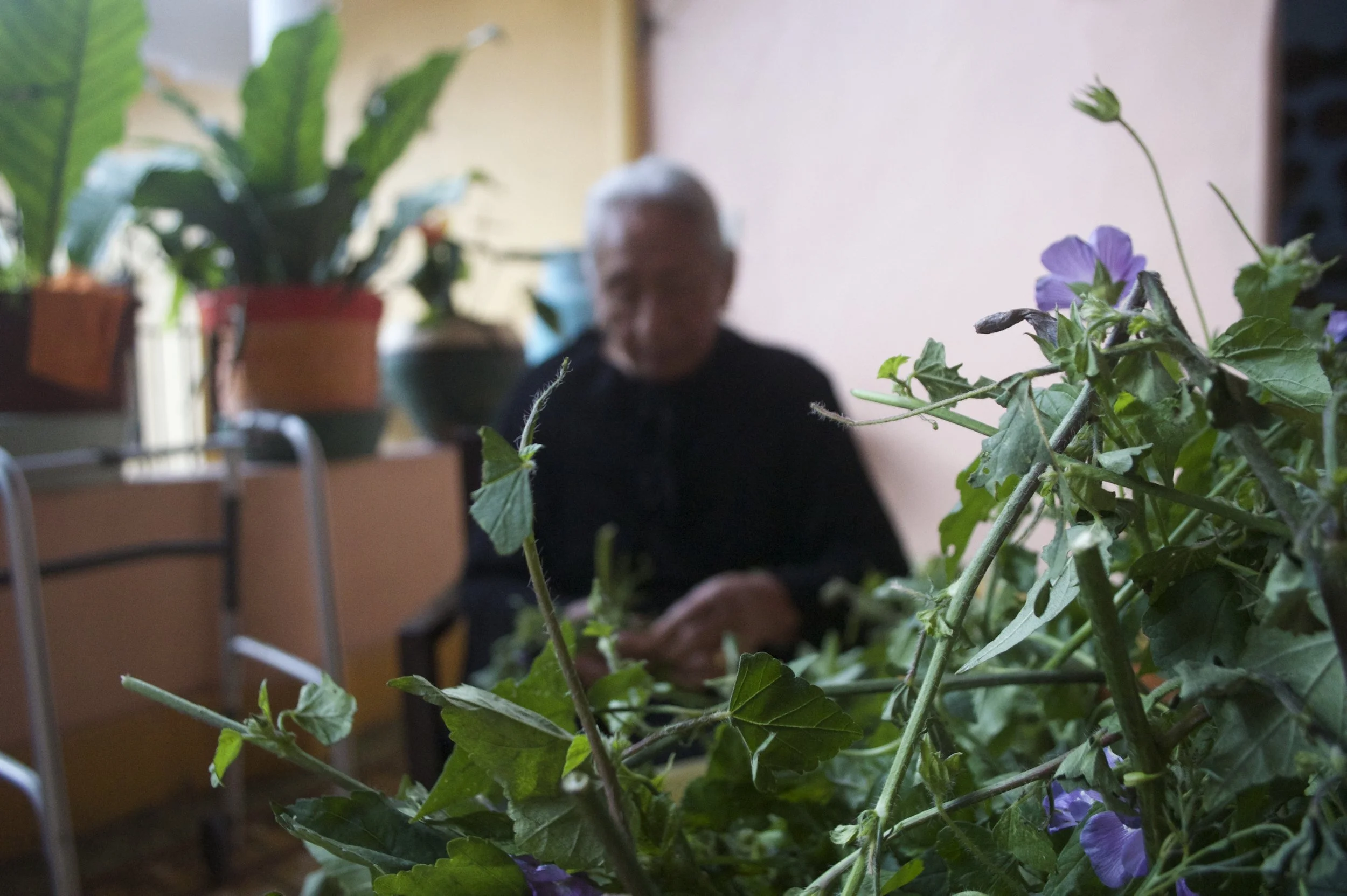 Doña Aldegunda's Anoda Soup