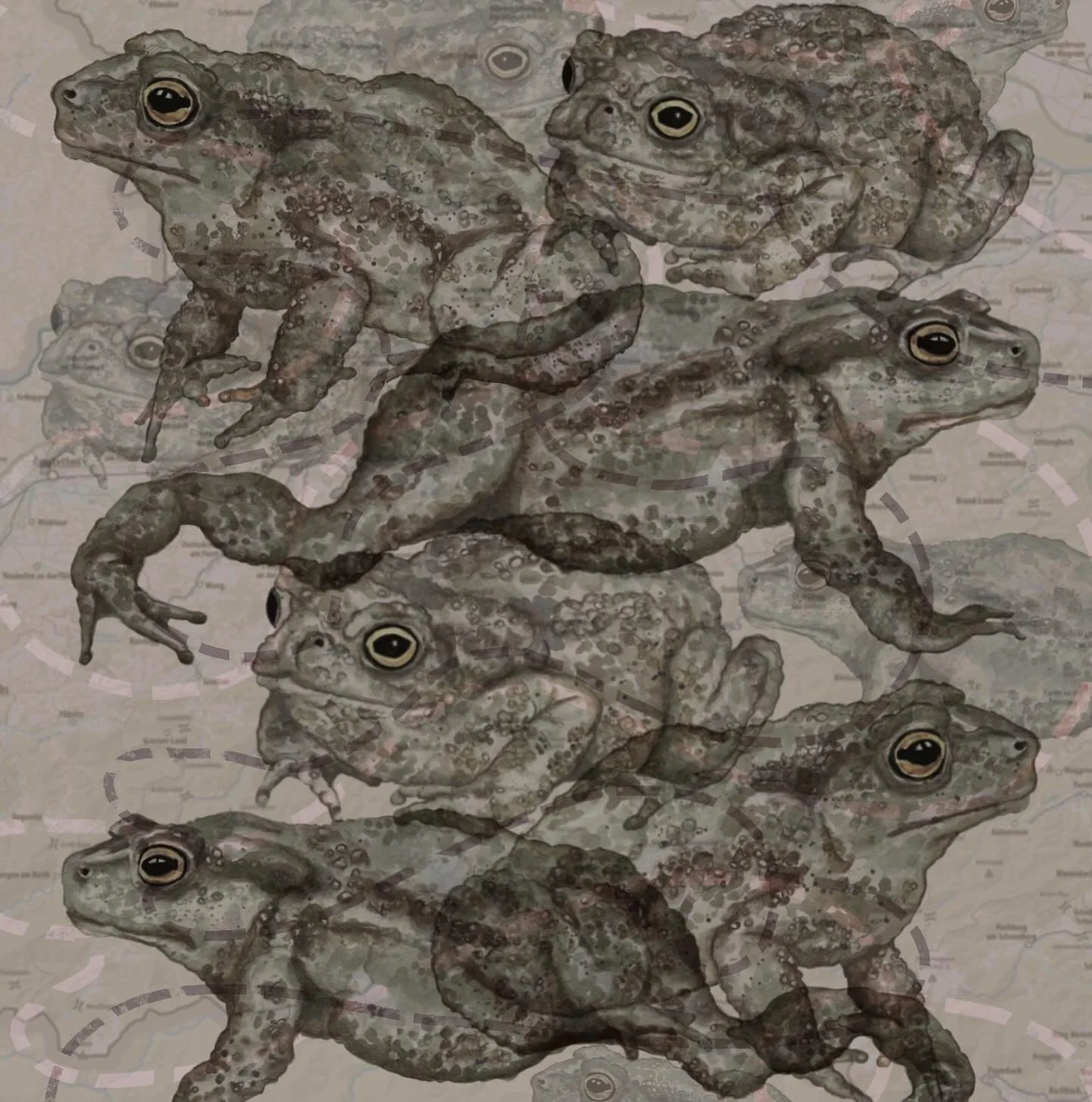 :: Kr&ouml;tenwanderung III ::
.
#watercolourart #toad #natureillustration #kr&ouml;tenwanderung #editorialart #kidlitillustration #tierschutzaustria #worldwildlife #erdkr&ouml;te #spring #nabu 
.
