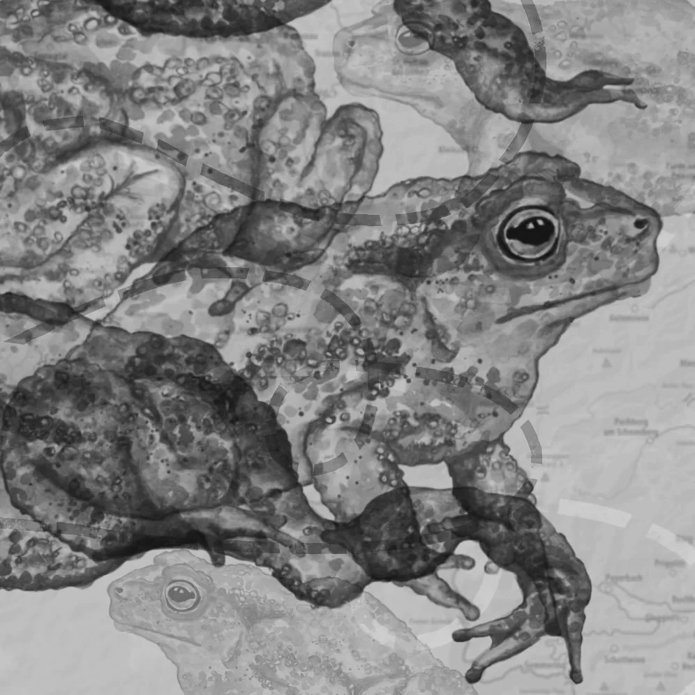 :: Kr&ouml;tenwanderung II :: 🐸
.
#watercolourart #toads #natureillustration #kr&ouml;tenwanderung #editorialart #kidlitillustration #tierschutzaustria #worldwildlife #erdkr&ouml;te 
.