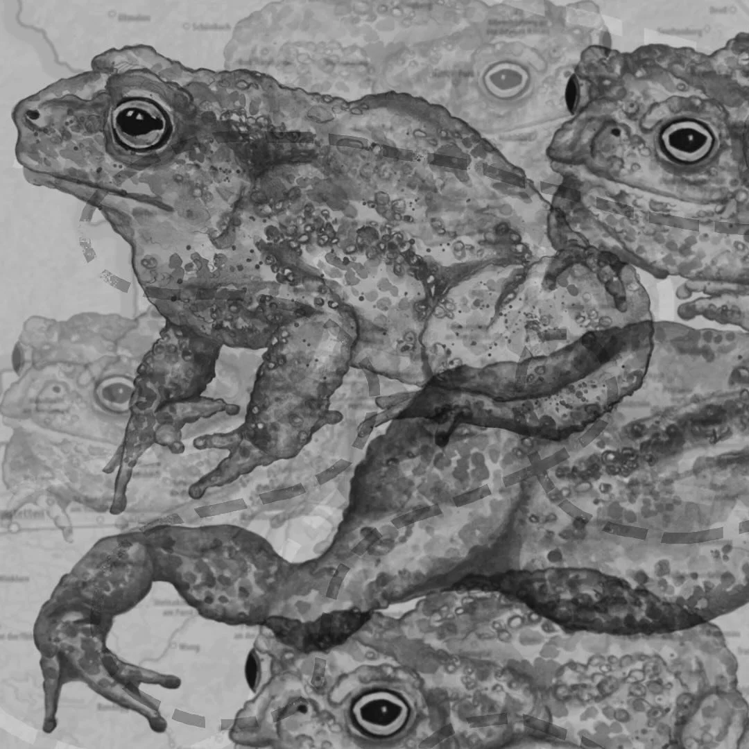 :: Kr&ouml;tenwanderung I :: 🐸
.
#watercolourart #toad #natureillustration #mixedmedia #procreate #kr&ouml;tenwanderung #editorialart #kidlitillustration #tierschutzaustria #worldwildlife #erdkr&ouml;te #nabu
