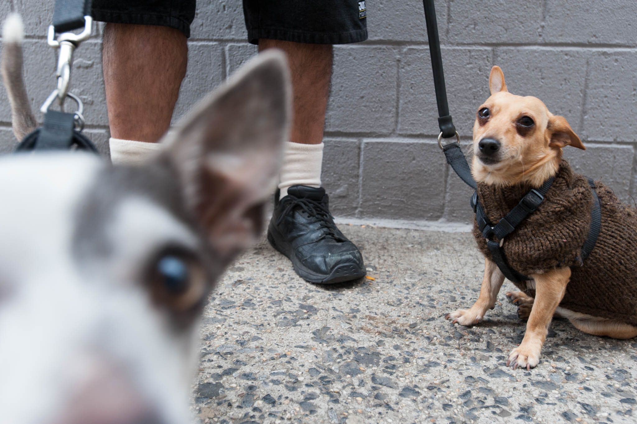    ‘Paris/NYC’ Book ‘Edition Lammerhuber’    Chihuahuas warmly dressed, NYC 