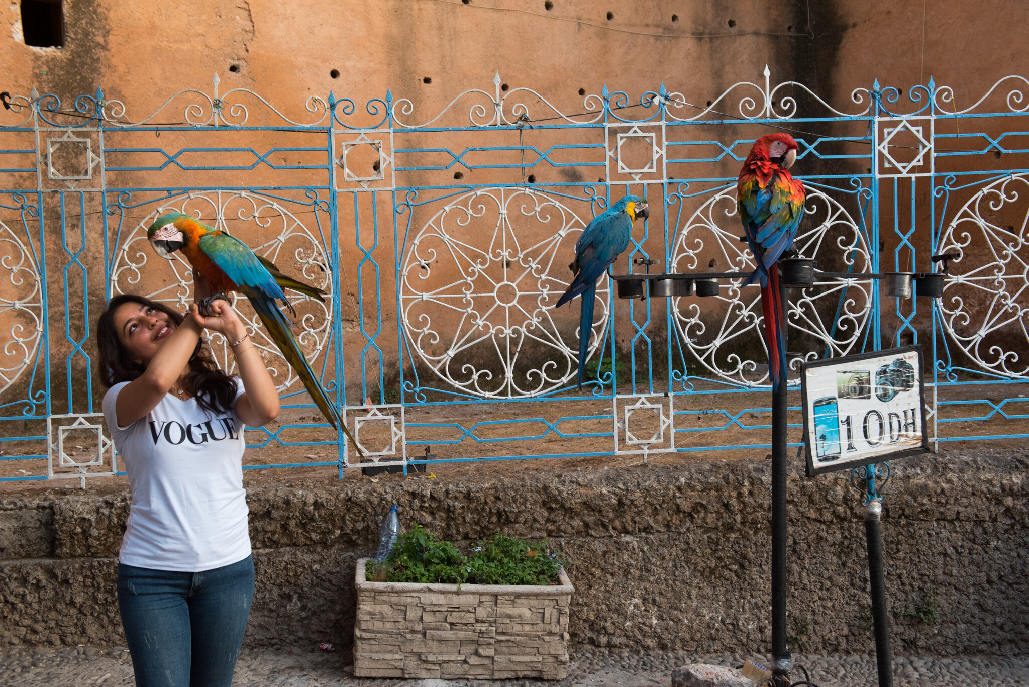    Morocco - Chefchaouen      Tourist having her photo taken with parrot 