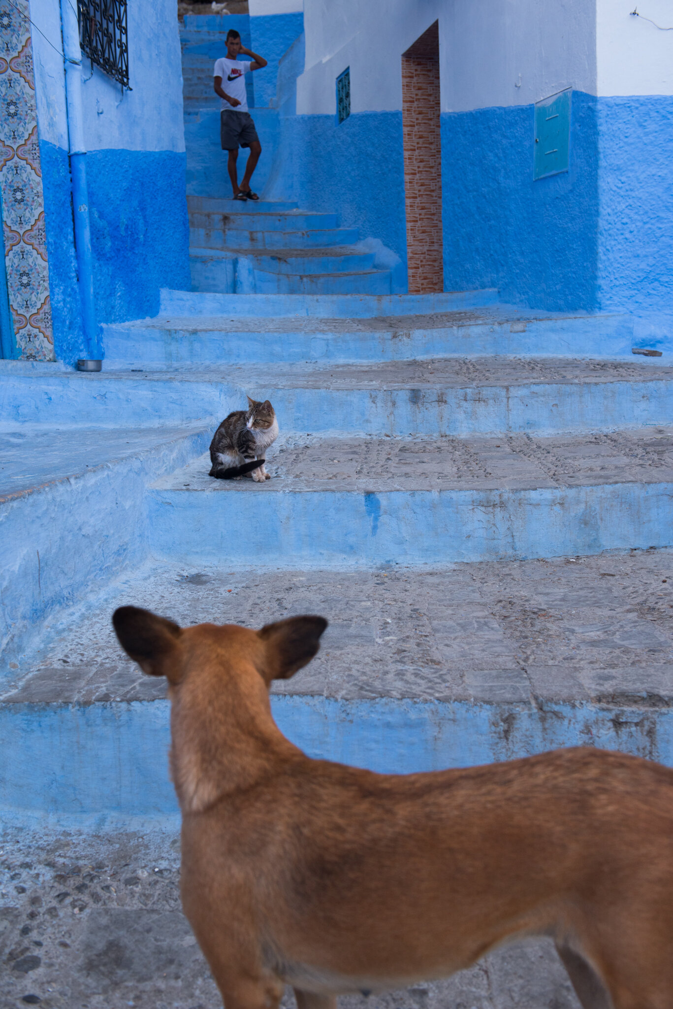    Morocco - Chefchaouen    Dog watching cat. Cat doesn’t care 