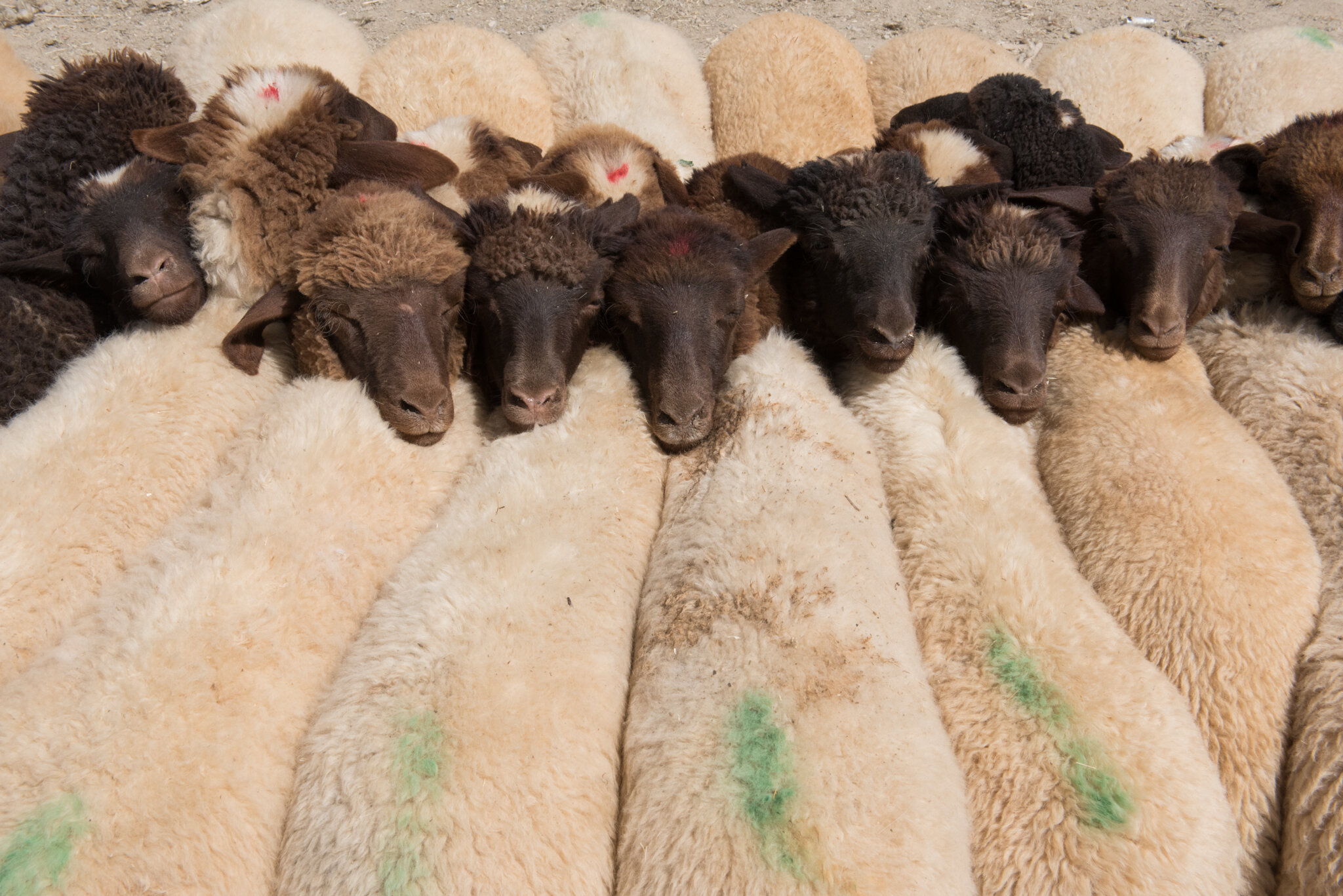    Morocco - Imilchil     Sheep tied together. Moussem festival. 