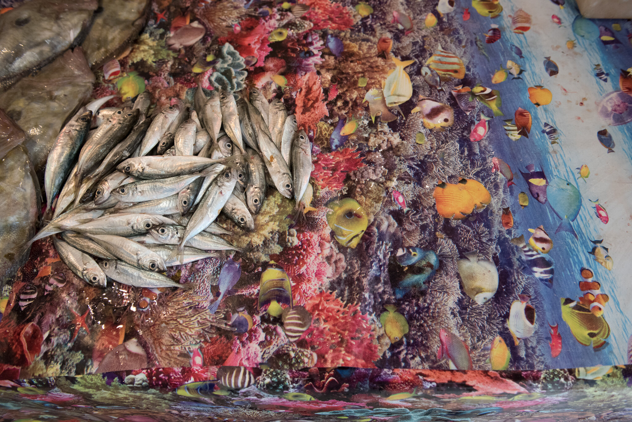    Morocco - Nador    Fish market.  