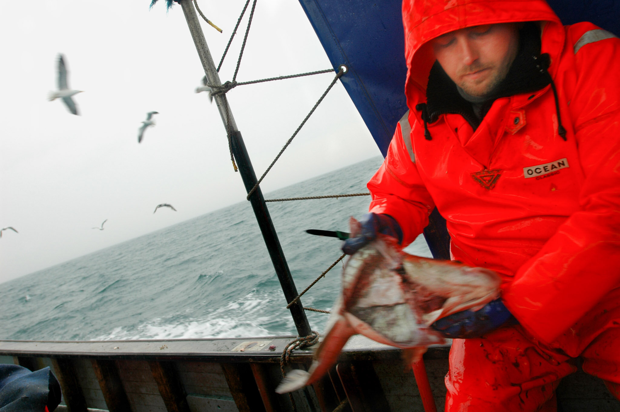    Cod fishing -  Lild Strand, Denmark    Gutting cod fish, hungry seagulls following boat 