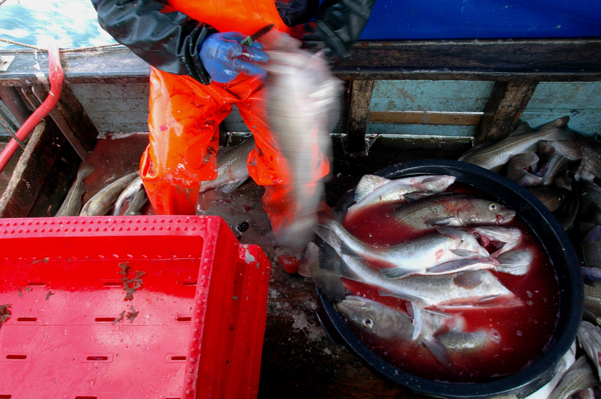    Cod fishing -  Lild Strand, Denmark    Gutted cod in bucket 
